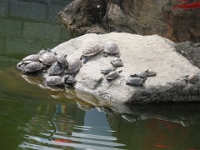 2009 China 1133